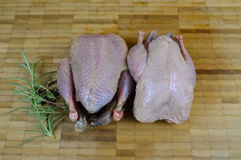 Partridge